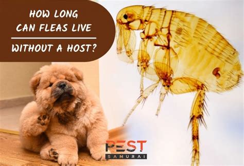 Can fleas live in carpet. Things To Know About Can fleas live in carpet. 